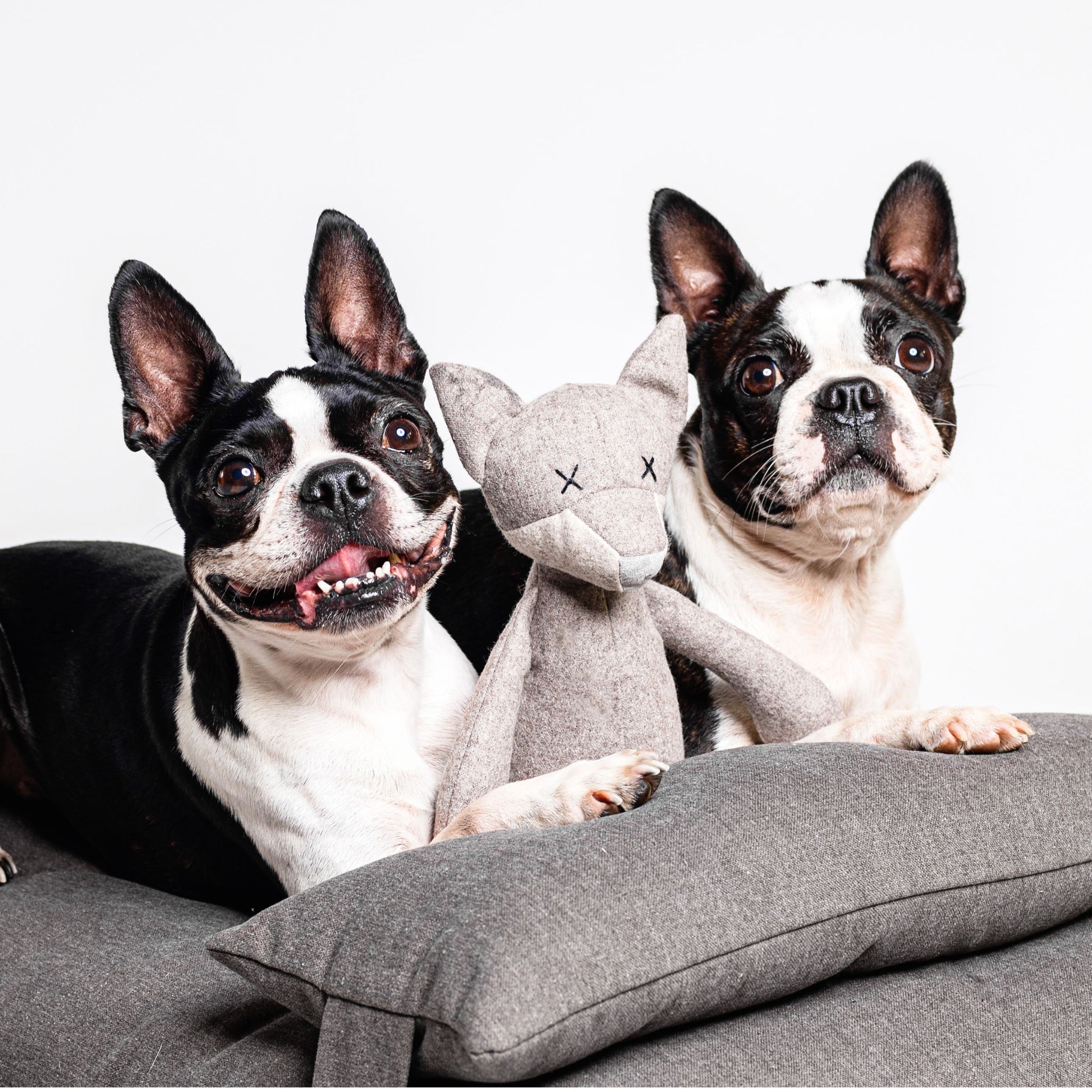 Hundespielzeug Viktor Wolf grau/braun 22cm zwischen zwei Frenchies - Lilly