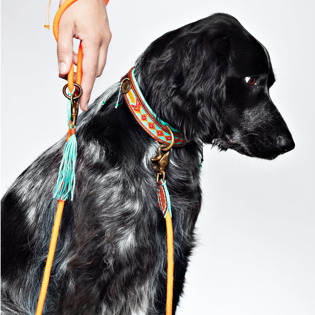 Paddy Lee Halsband für Hunde Tragebild 2 - Dog with a Mission - DWAM