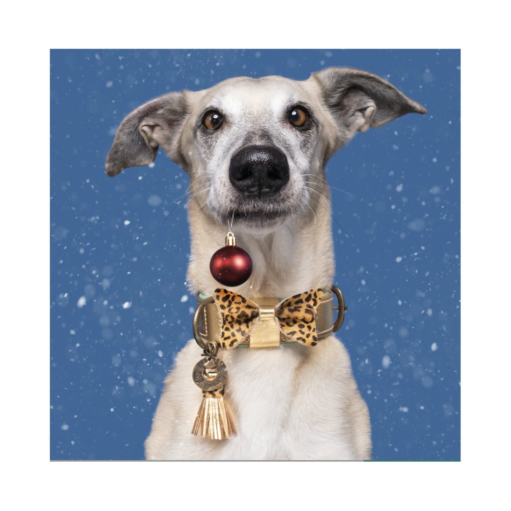 Halsband CITY BLING Gold X-Mas - DWAM - Dog with A Mission