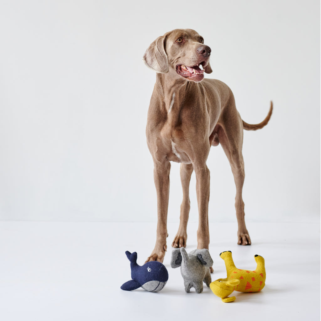 Hund mit Hundespielzeug Eiby Serie upgecycelt - HUNTER