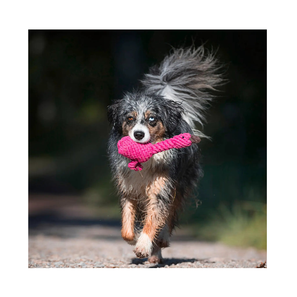 Hund mit Hundekauspielzeug Flamingo Franzi - Laboni