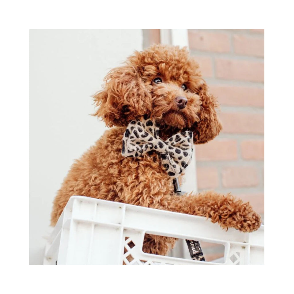 Hund mit Fliege Cheetah - geparden Look - Hundezubehör - Studio Proud