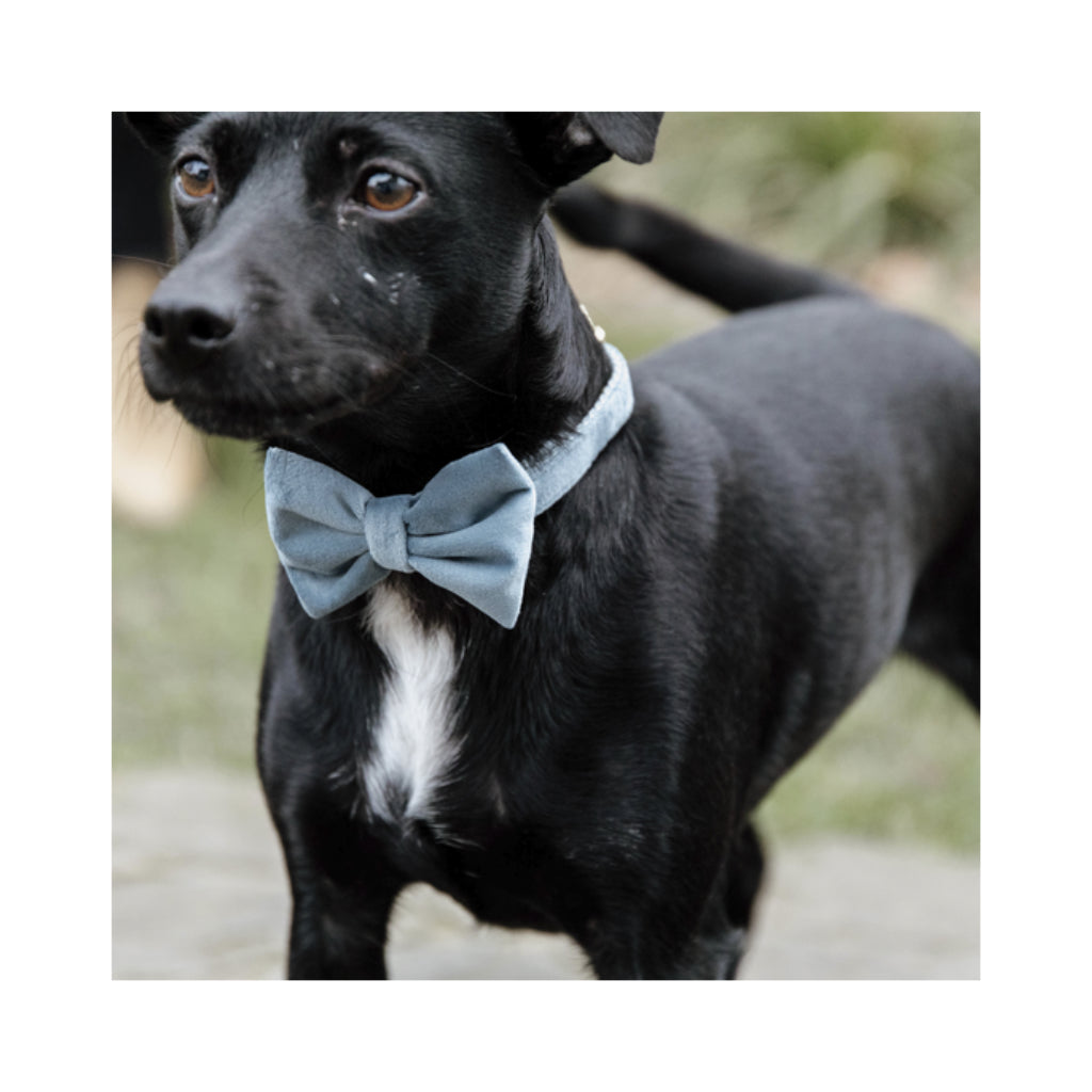 Hund mit Fliege VELVET Hellblau - Kentucky Dogwear