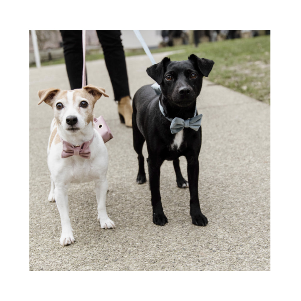 Fliege VELVET Rosa & Hellblau - Kentucky Dogwear