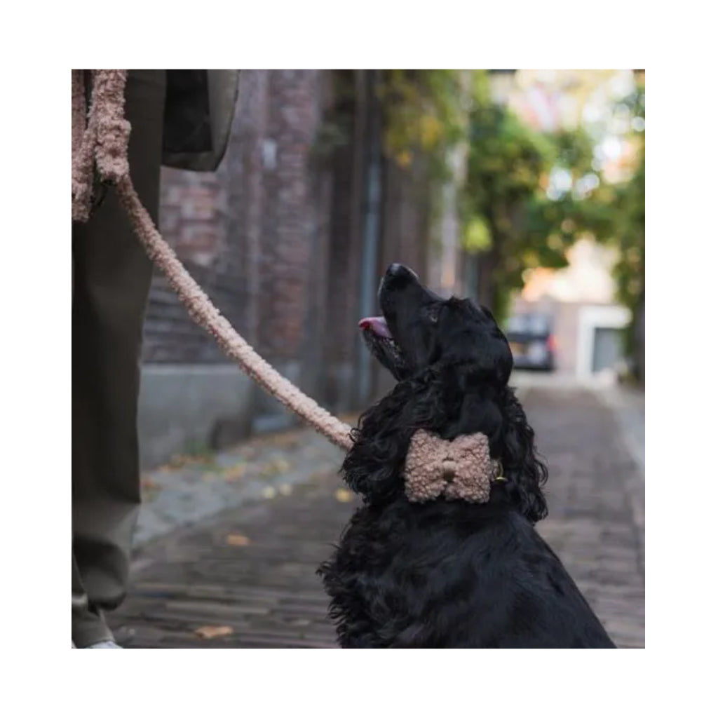 Hund mit Fliege Teddy brown - Alaska - Studio Proud