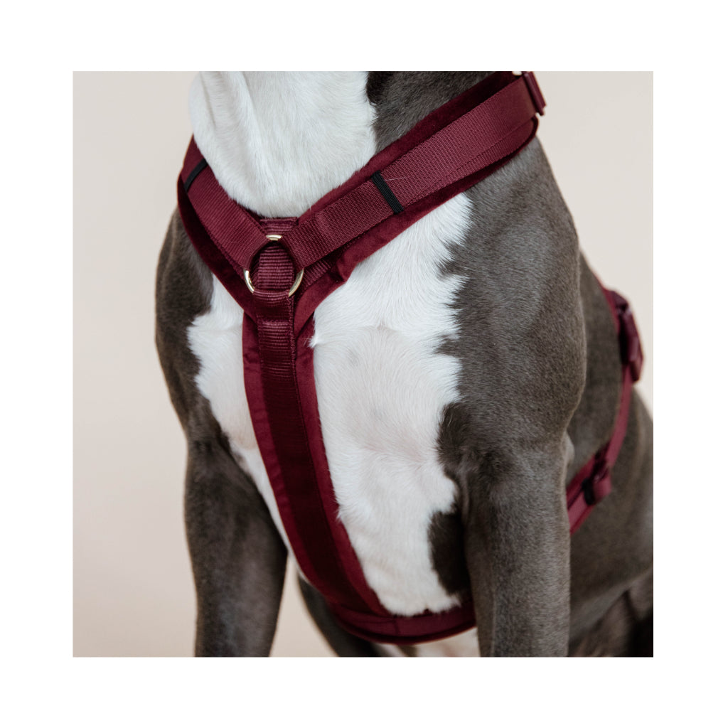 Nahaufnahme Hundegeschirr Aktiv VELVET Bordeaux - Kentucky Dogwear