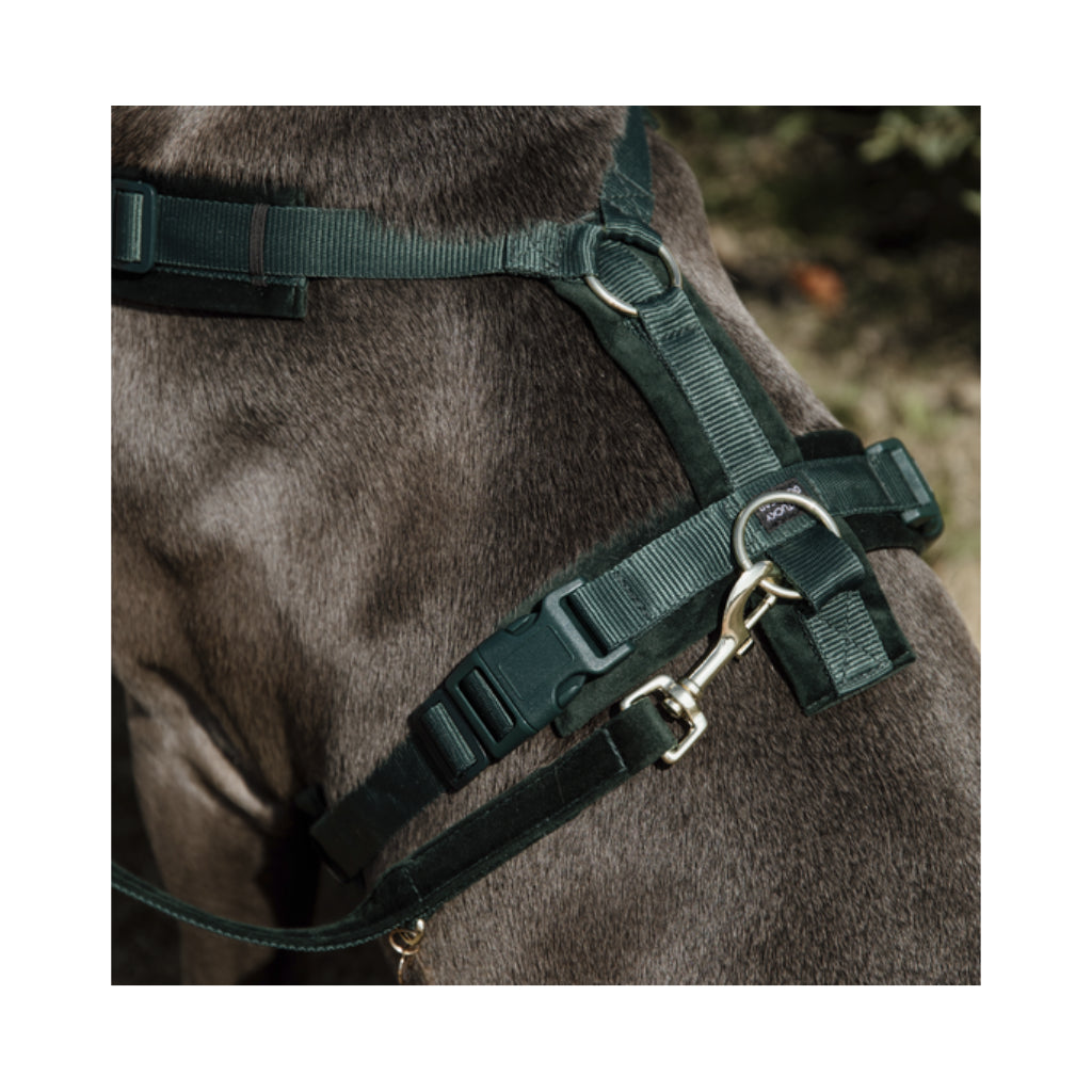 Tragebild Hundegeschirr Aktiv VELVET Pinegreen - Kentucky Dogwear