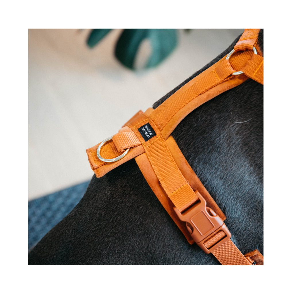 Details Hundegeschirr Aktiv VELVET Orange - Kentucky Dogwear