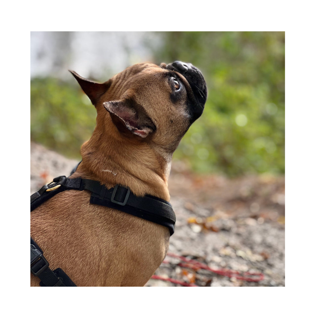 Hund mit Hundegeschirr Aktiv VELVET Black - Kentucky Dogwear