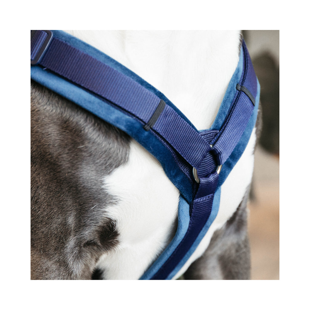 Nahaufnahme Hundegeschirr Aktiv VELVET Navy - Kentucky Dogwear