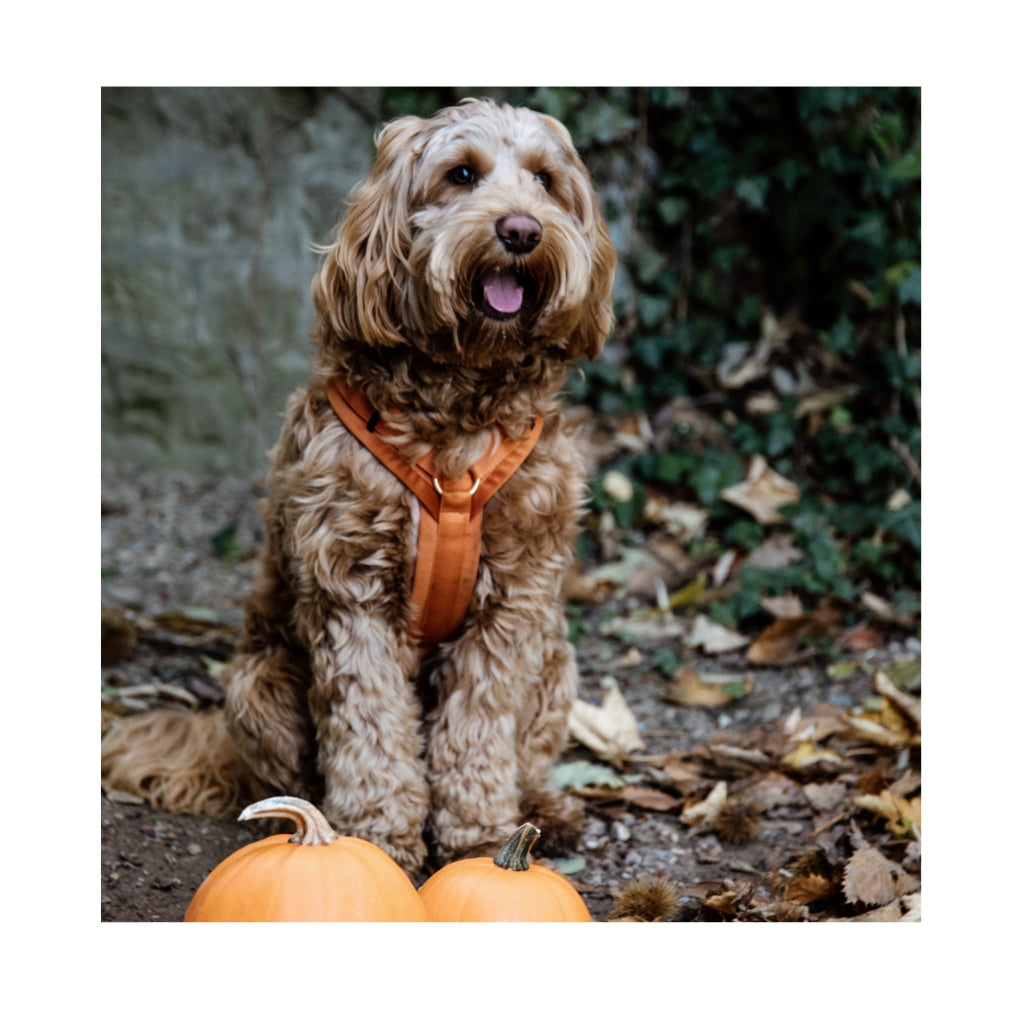 Hund mit Hundegeschirr Aktiv VELVET Orange - Kentucky Dogwear
