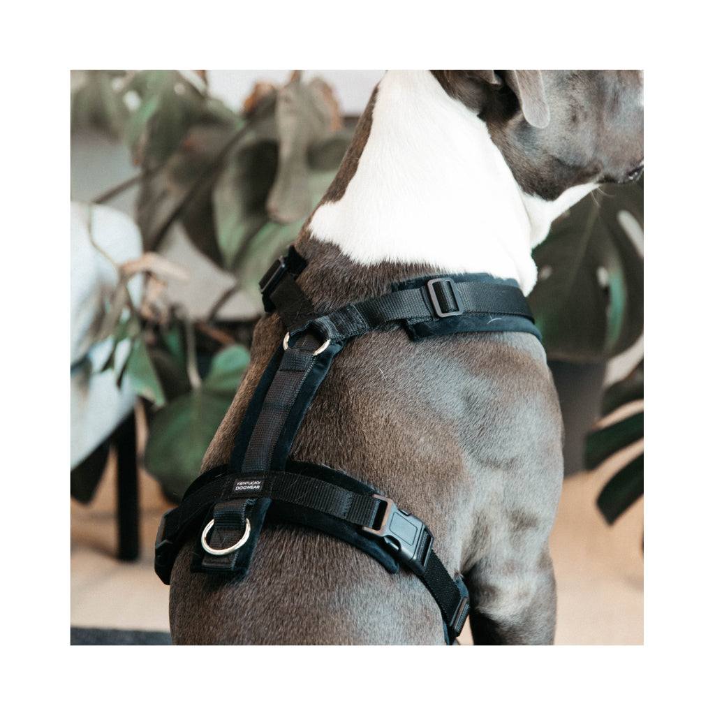 Tragebild Hundegeschirr Aktiv VELVET Black - Kentucky Dogwear