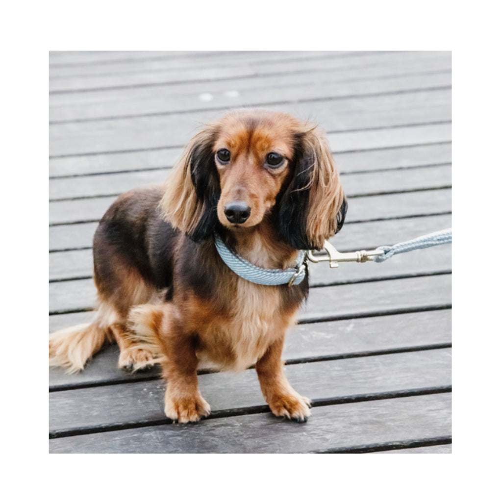 Hund mit Halsband WOOL Hellblau - Kentucky Dogwear
