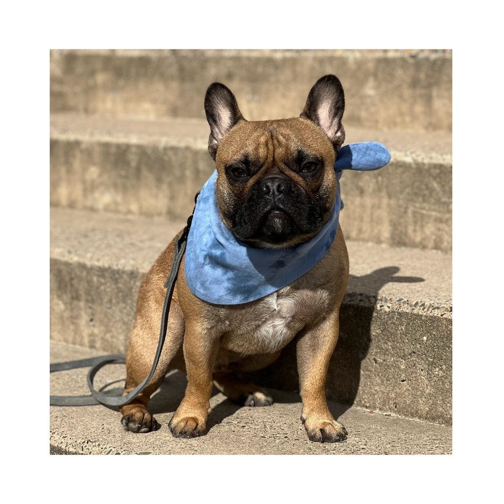 Frenchie mit Batik Halstuch aus Musselin blau - LOVIN'DOG