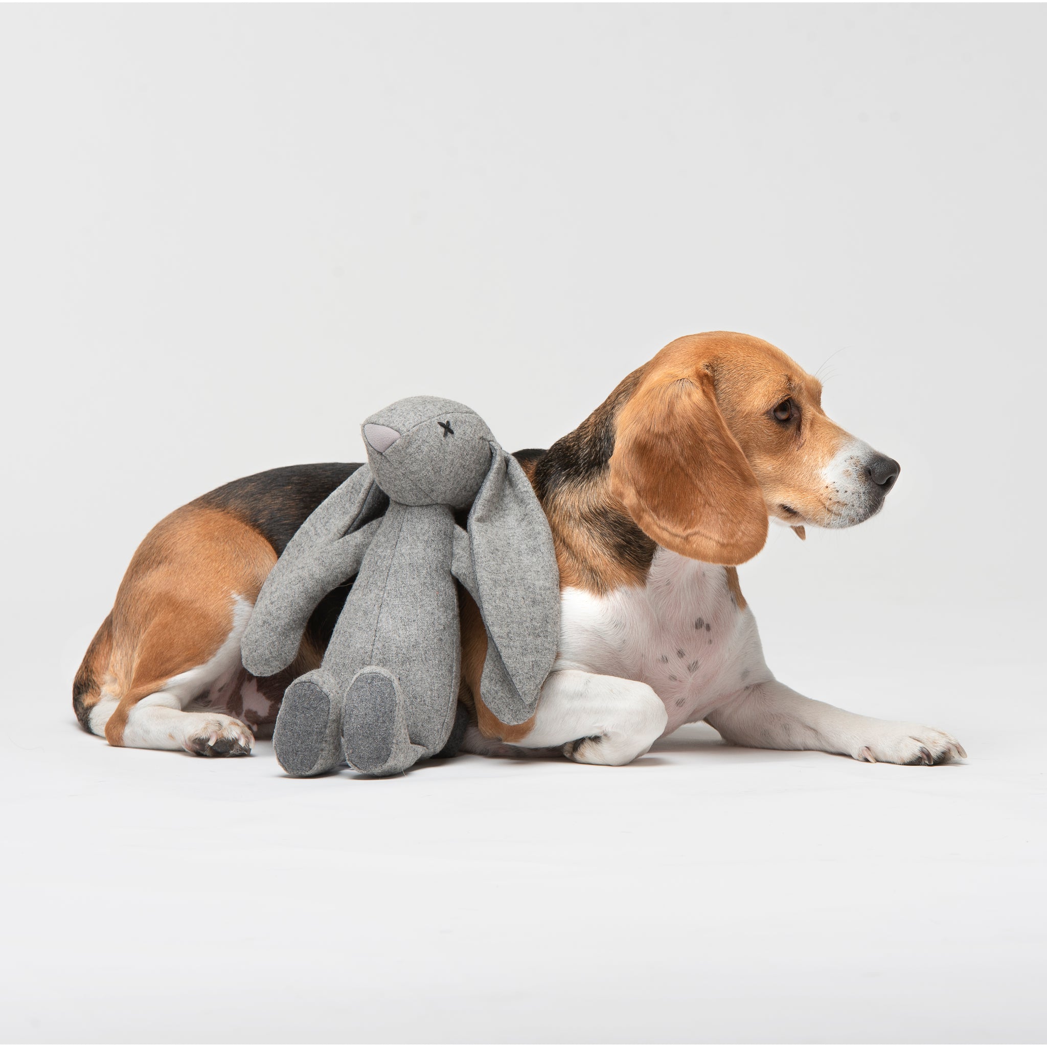 Hundespielzeug Rabbit Rupert Hase vor Beagle - LILLY