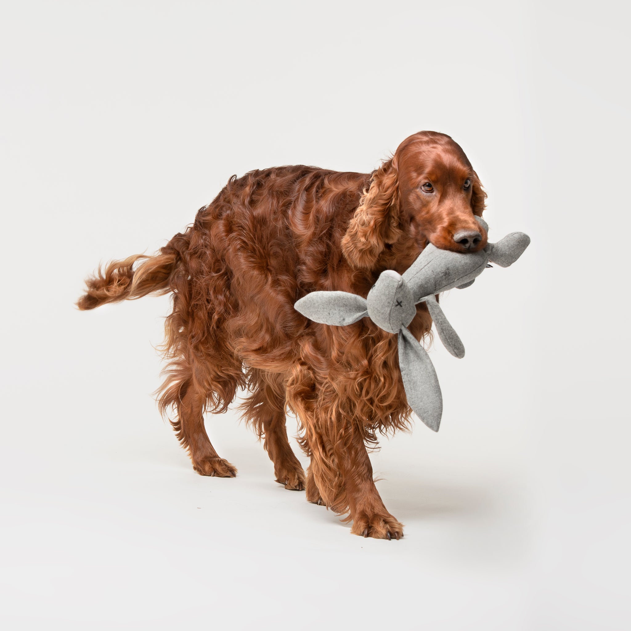 Hundespielzeug Rabbit Rupert Hase im Maul vom Hund - LILLY
