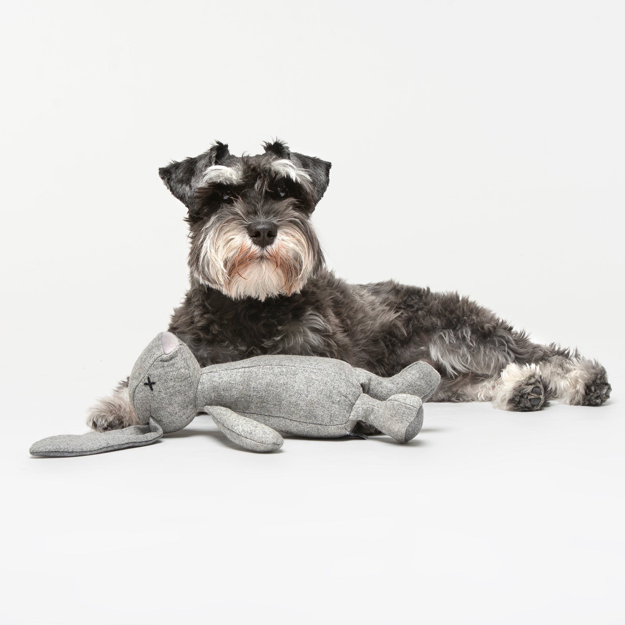 Hundespielzeug Rabbit Rupert Hase vor Terrier - LILLY