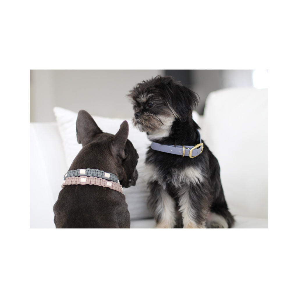 Frenchie mit EM-Keramik Zeckenhalsband Paracord geknotet rose - LOVIN'DOG