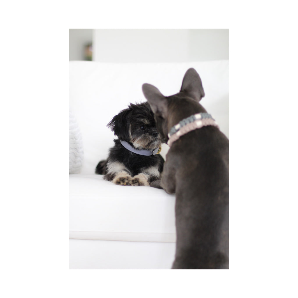 Frenchie mit EM-Keramik Zeckenhalsband Paracord geknotet grau - LOVIN'DOG