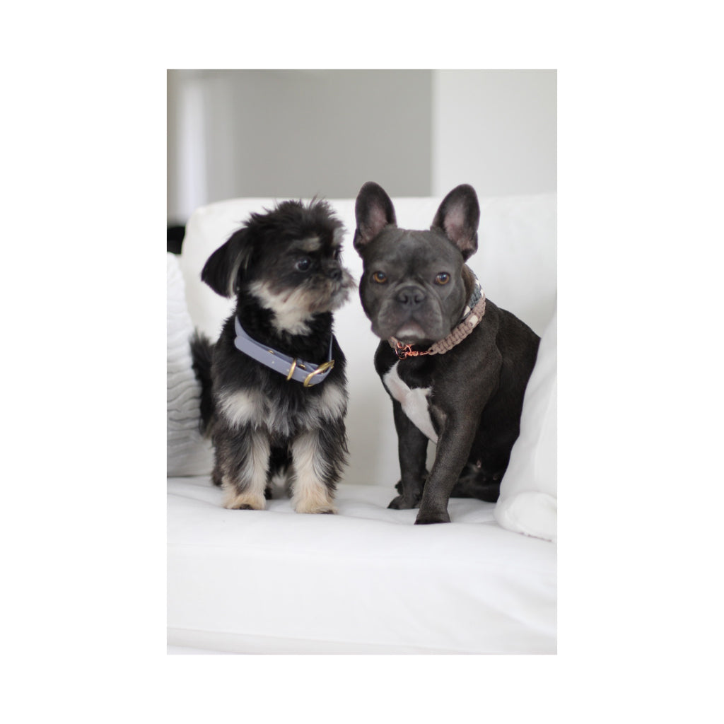 Hund mit Biothane Halsband beta deluxe 19mm grau - Mystique