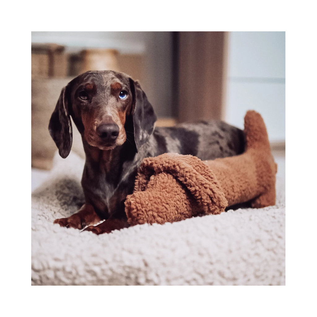Dackel mit Hundespielzeug Dackel Musch 2 - Lieblingspfote