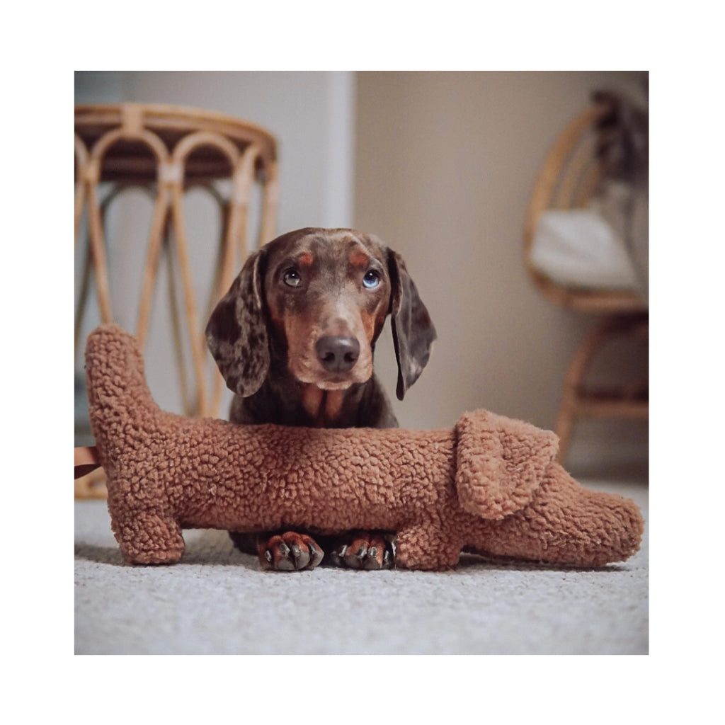 Dackel mit Hundespielzeug Dackel Musch 3 - Lieblingspfote