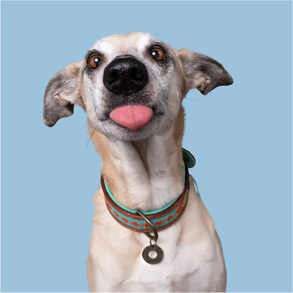 Paddy Lee Halsband für Hunde Tragebild - Dog with a Mission - DWAM