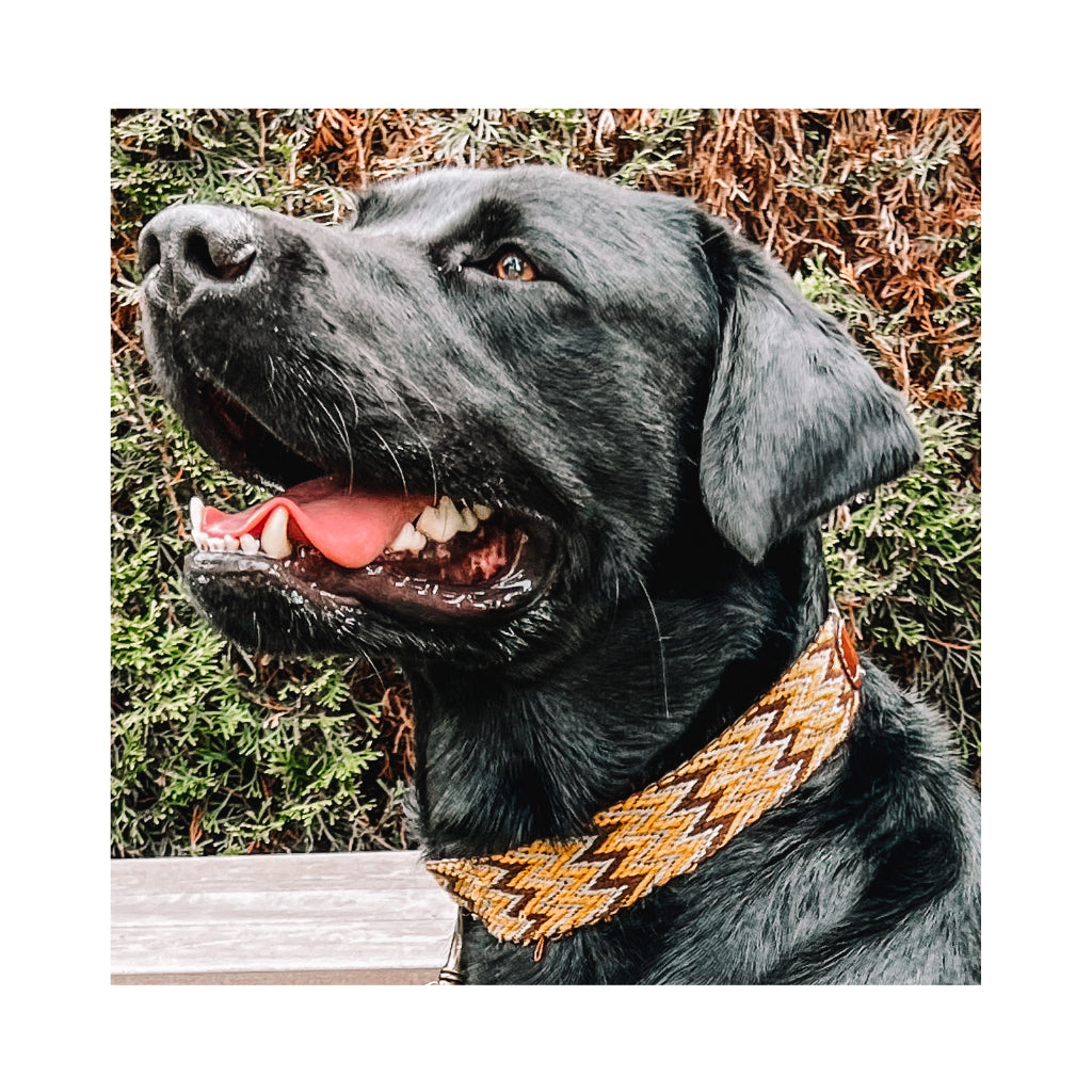 Mika mit BOHO Halsband Peruvian gold - Buddys Dogwear