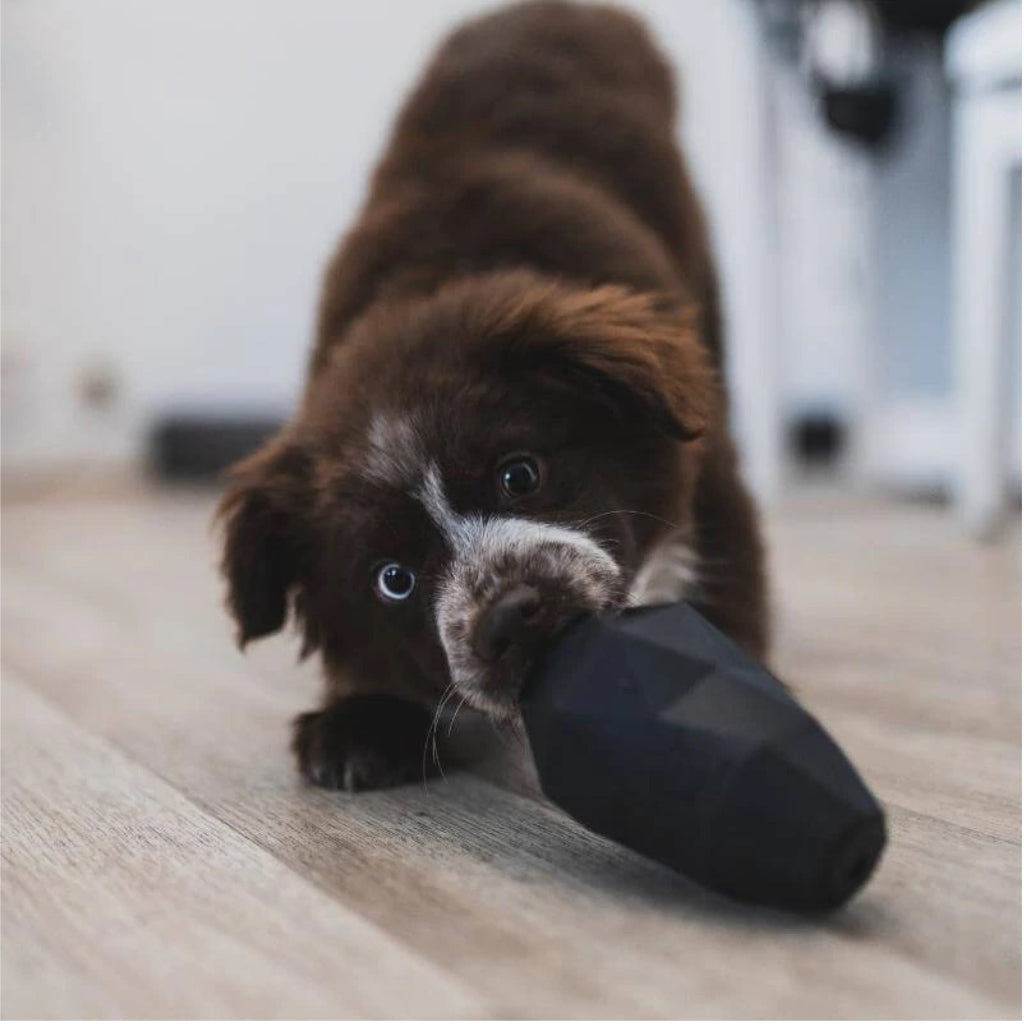Hund frisst aus Schlecker Ei schwarz - Tales & Tailes
