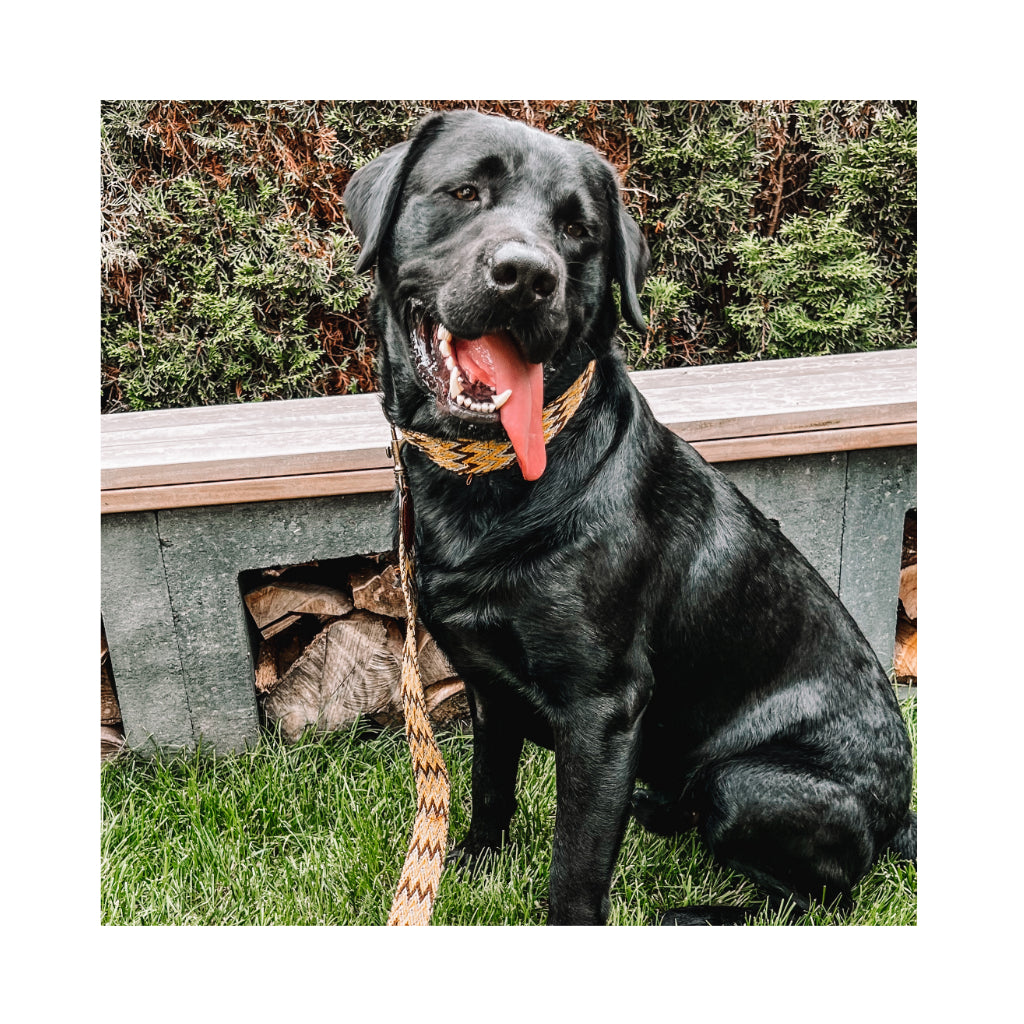 BOHO Hundeleine Peruvian GOLD