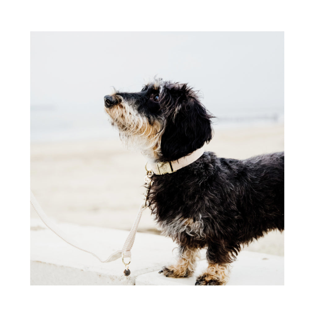 Set Halsband & Leine WOOL Beige - Kentucky Dogwear