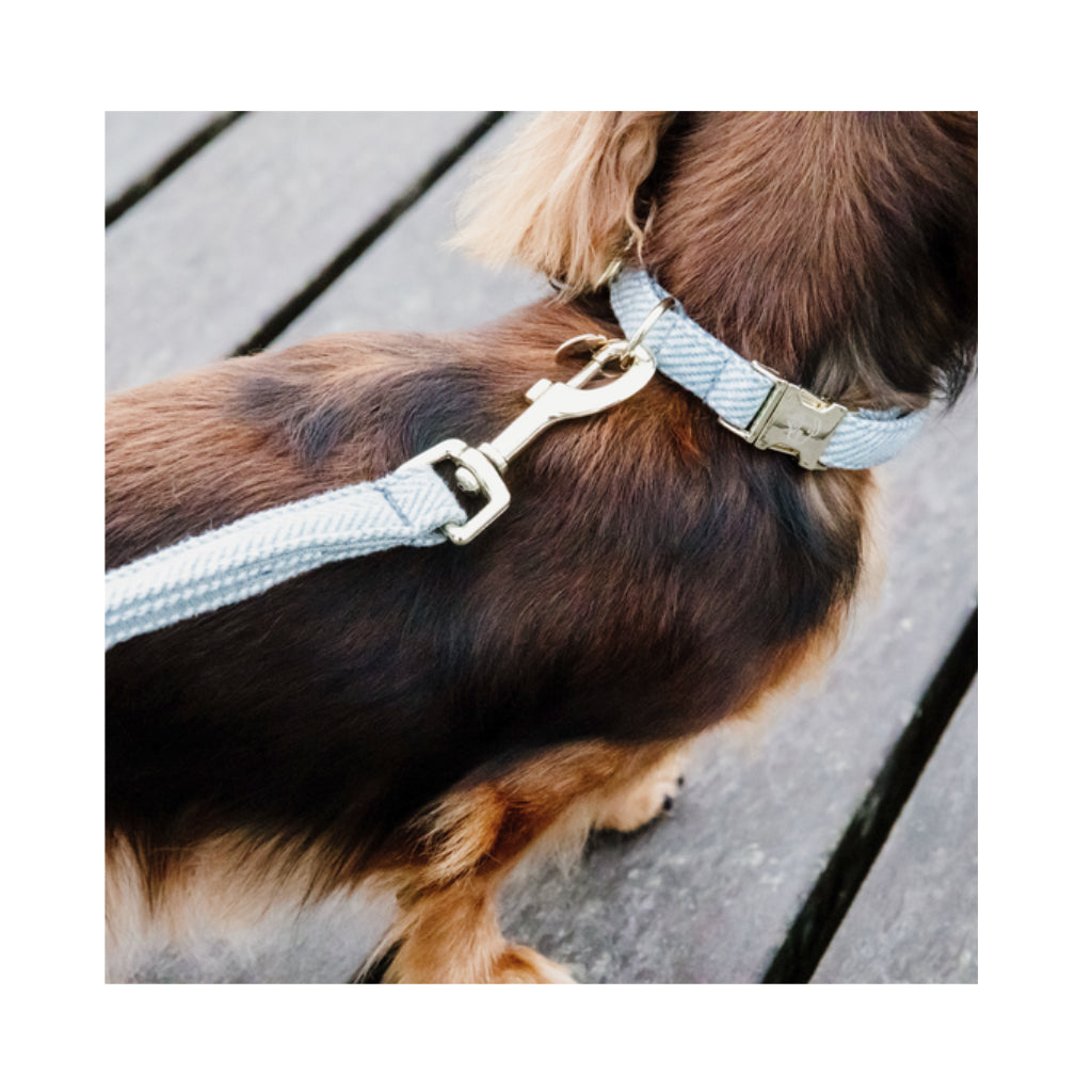 Set Halsband & Leine WOOL Hellblau - Kentucky Dogwear