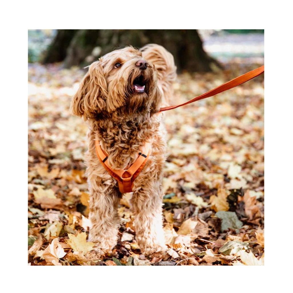 Hundeleine verstellbar & Geschirr VELVET Orange - Kentucky Dogwear