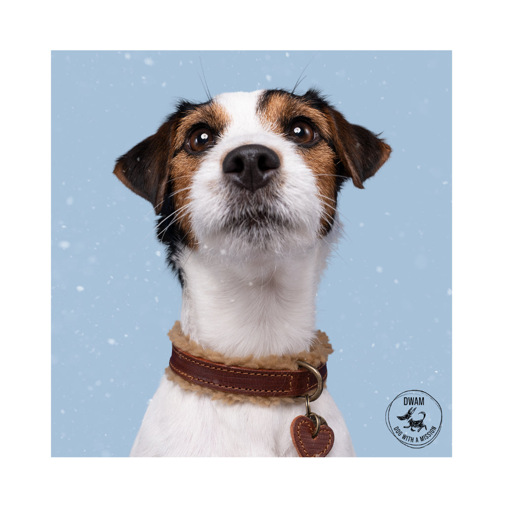 Urban TEDDY Halsband für Hunde Tragebild - Dog with a Mission - DWAM