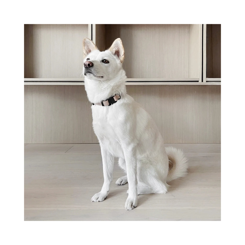 Hund mit AVA Halsband ultraleicht mit quick release Schnalle - Lambwolf Collective