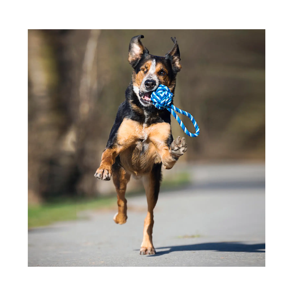 Hundespielzeug Schleuderball MINI