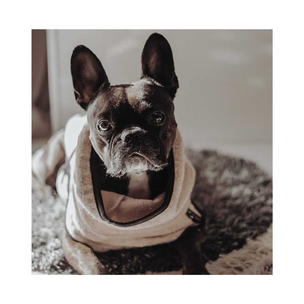 Hundebademantel DRYUP Cape MOPS Frenchie SAND