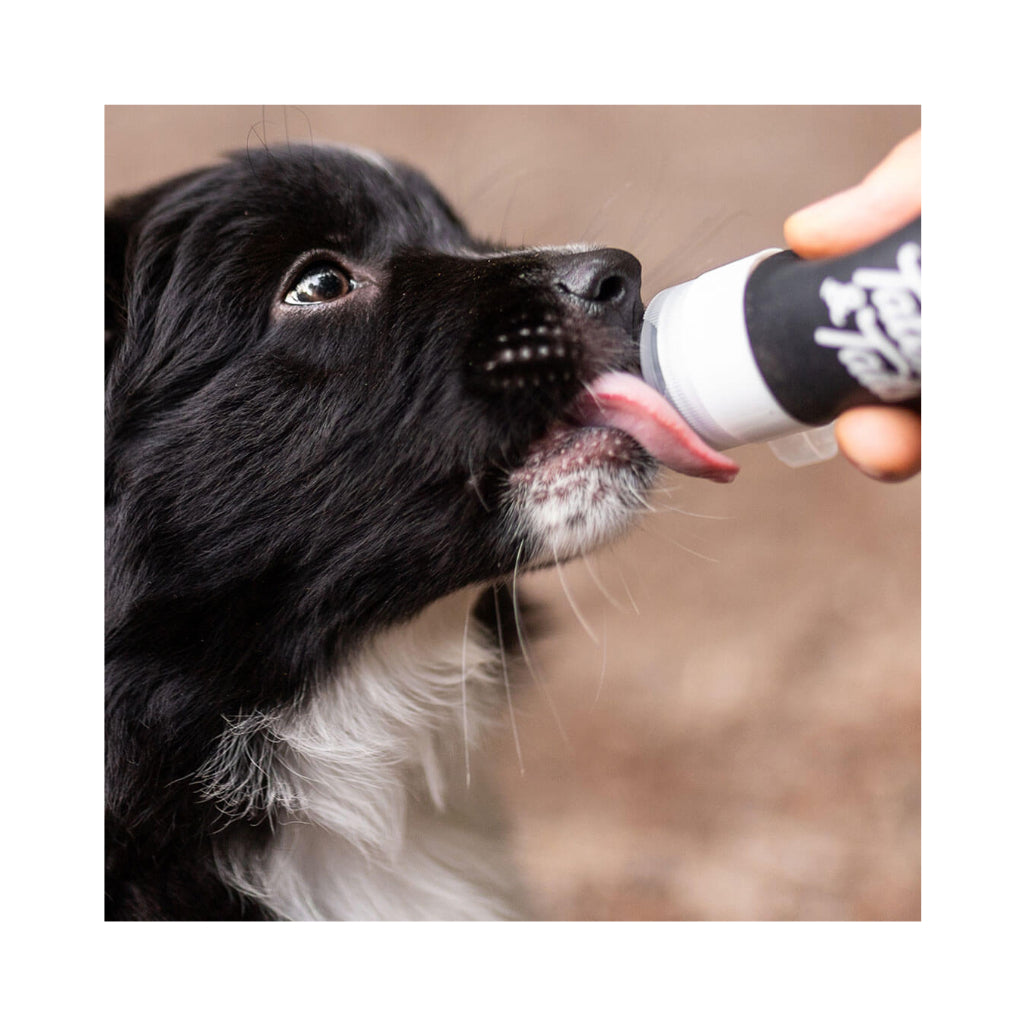 Hund mit Mmh Schleck Schleck - Futtertube - Tales & Tails