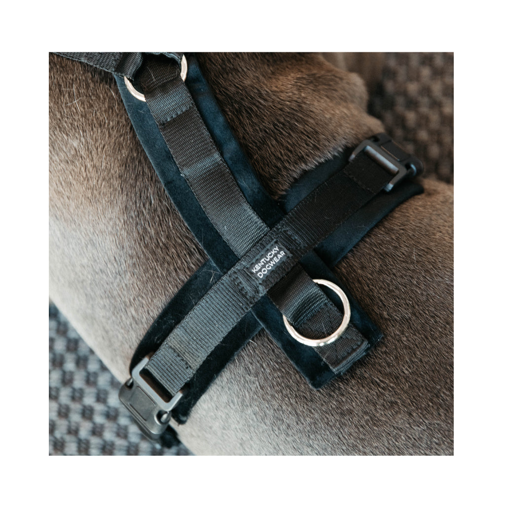 Details Hundegeschirr Aktiv VELVET Black - Kentucky Dogwear
