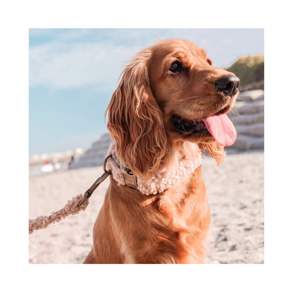 Hund mit Halsband & Hundeleine Teddy brown - Alaska - Studio Proud