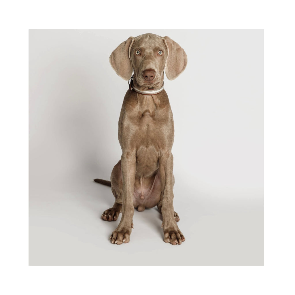 Tragebild Hund mit Halsband Baseball GREY - Buddys Dogwear