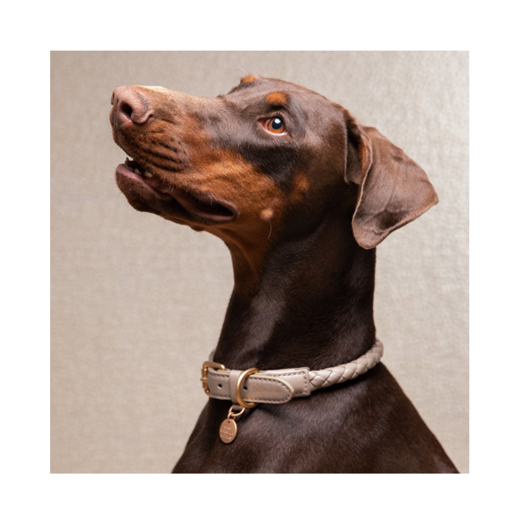 Hund mit Halsband FERDINANDO lazy taupe - 2.8 designs for dogs