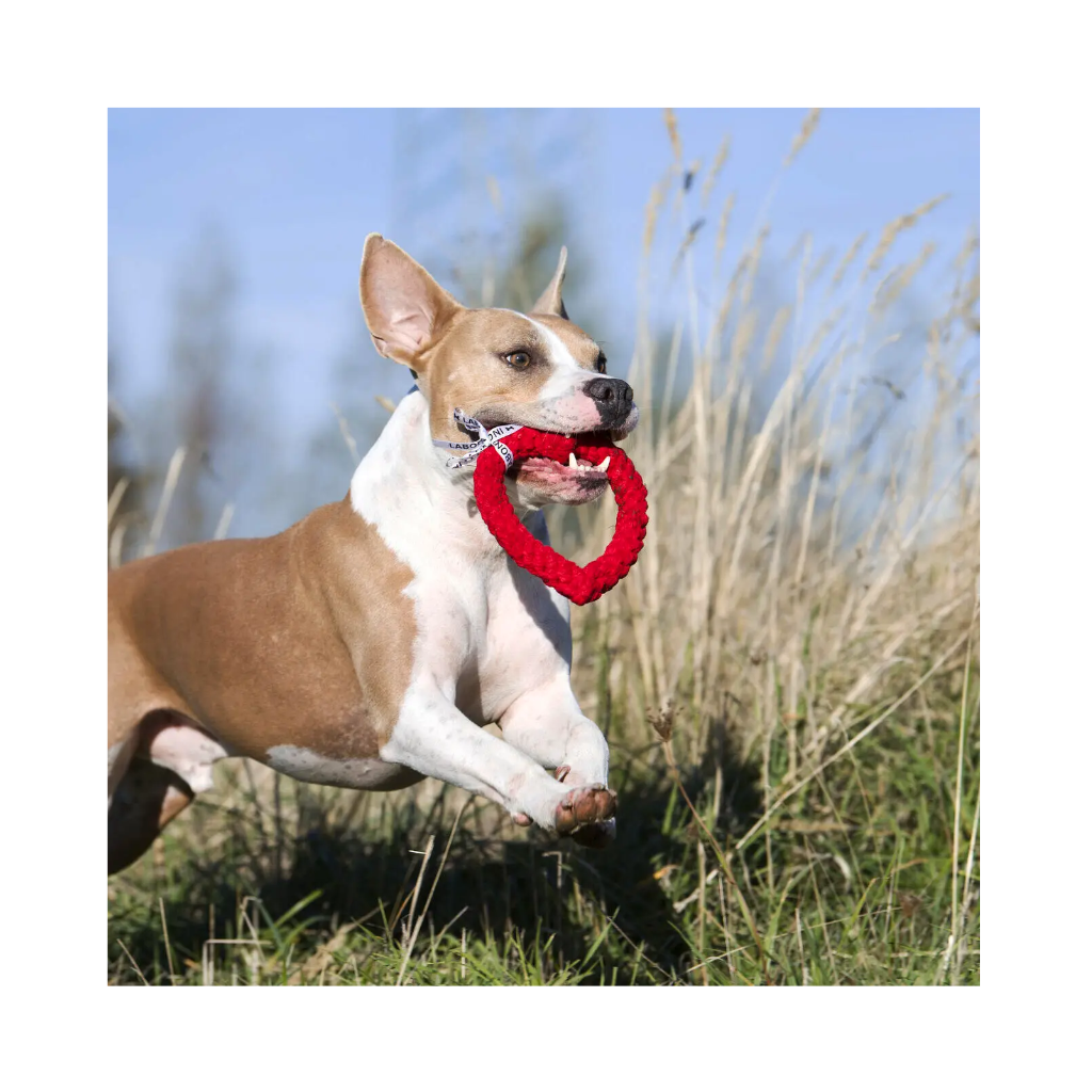 Hund mit Hundespielzeug Heart Hertha - Laboni