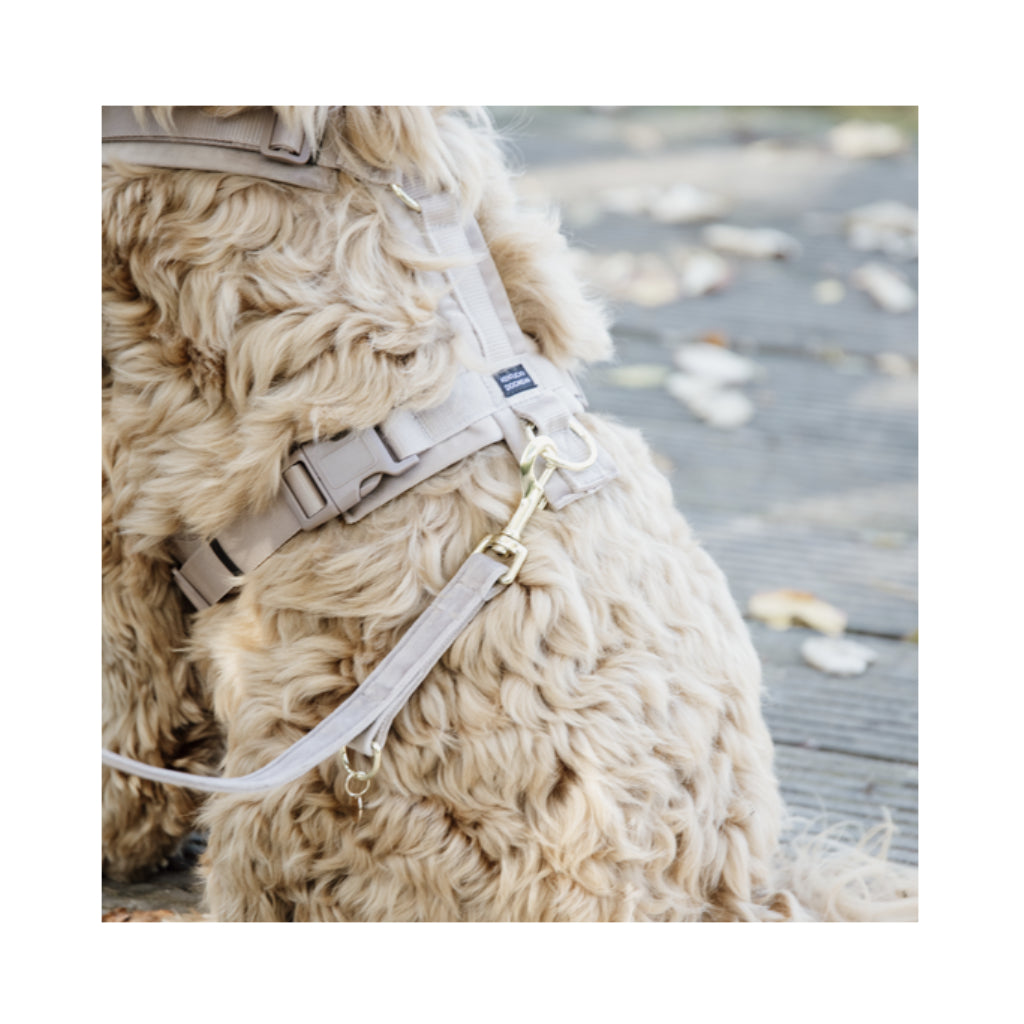 Set Geschirr &  Hundeleine verstellbar VELVET Beige - Kentucky Dogwear