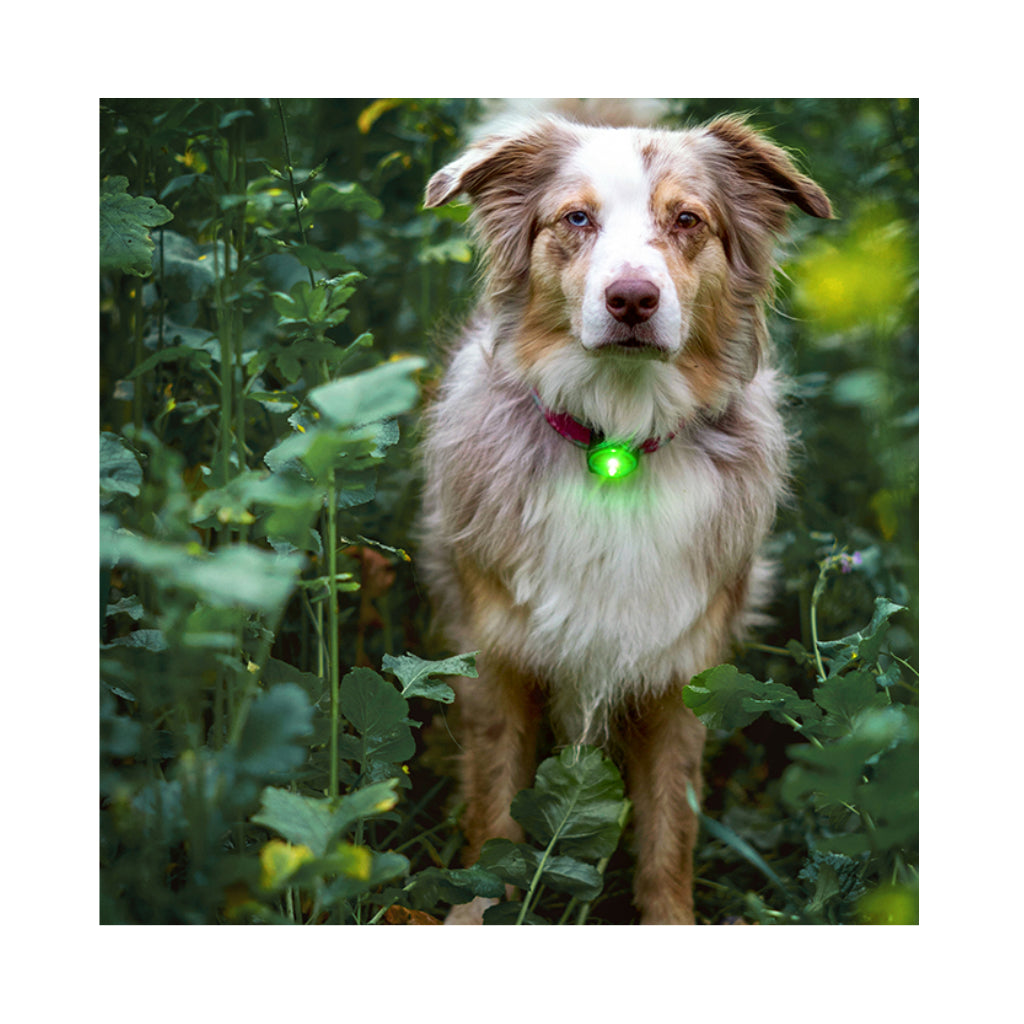Hund mit Orbiloc® Dog Dual LED Hundesicherheitslicht grün