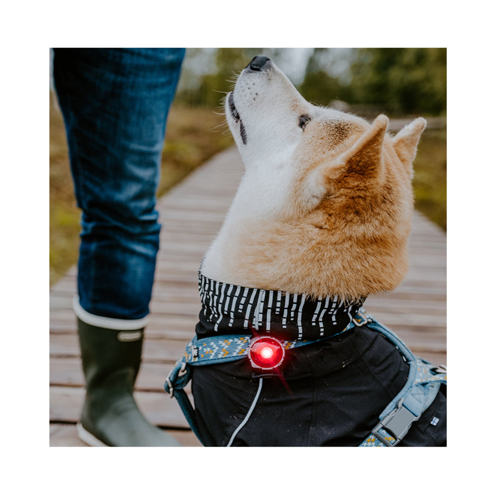 Hund mit Orbiloc® Dog Dual LED Hundesicherheitslicht rot