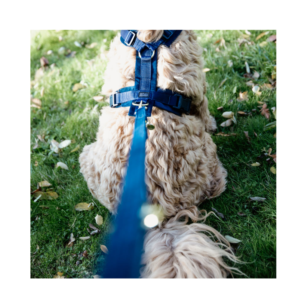 Set Geschirr & Hundeleine verstellbar VELVET Navy - Kentucky Dogwear