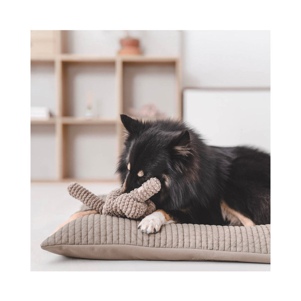 Hund mit NOU Hundespielzeug Nudel Knoten in Taupe mit Crinkles 4 - Lambwolf Collective