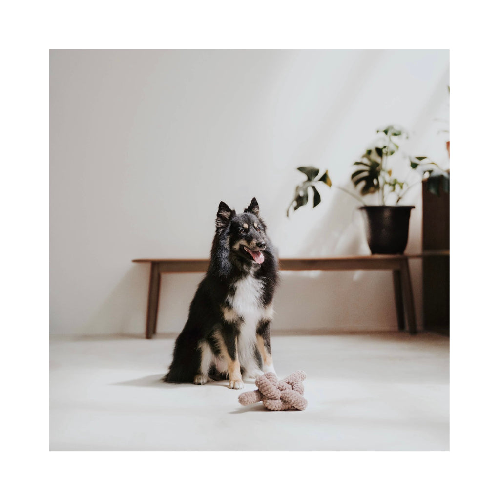 Hund mit NOU Hundespielzeug Nudel Knoten in Taupe mit Crinkles 3 - Lambwolf Collective