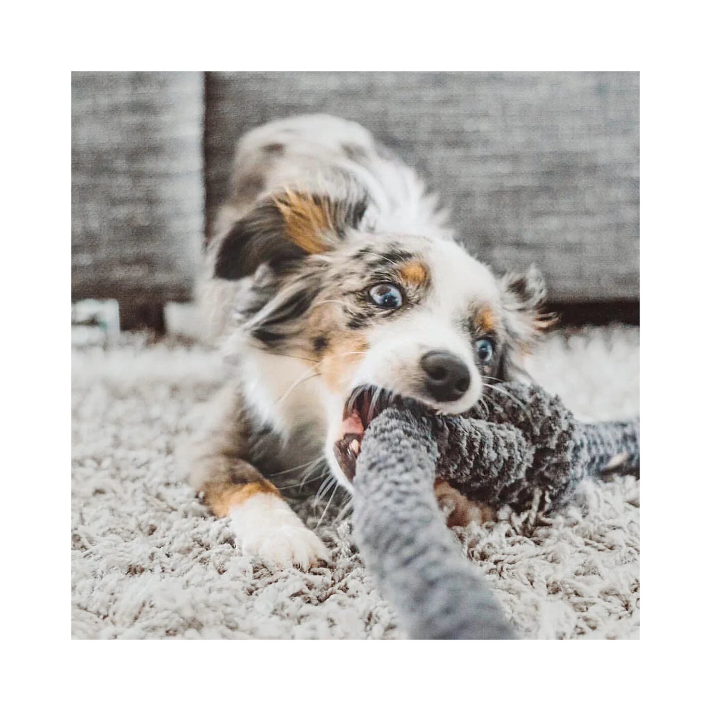 Welpe mit NOUNOUNOU Hundespielzeug Nudel Knoten in Grau mit Crinkles - Lambwolf Collective